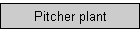 Pitcher plant