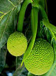 breadfruit.jpg (72907 bytes)