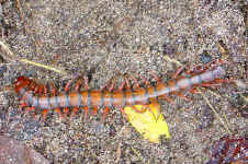 centipede2.jpg (119524 bytes)