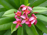 frangipani rood.jpg (73404 bytes)