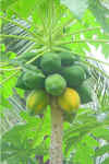 papaya.jpg (85846 bytes)