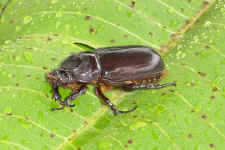 rino beetle.jpg (72376 bytes)