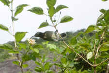 sunbird female.jpg (59399 bytes)