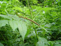 walking Stick.jpg (93964 bytes)
